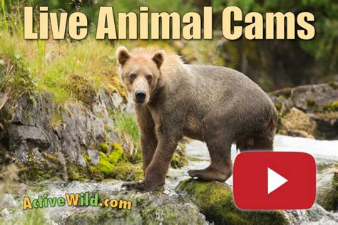 AnimalCams Live Video Streams